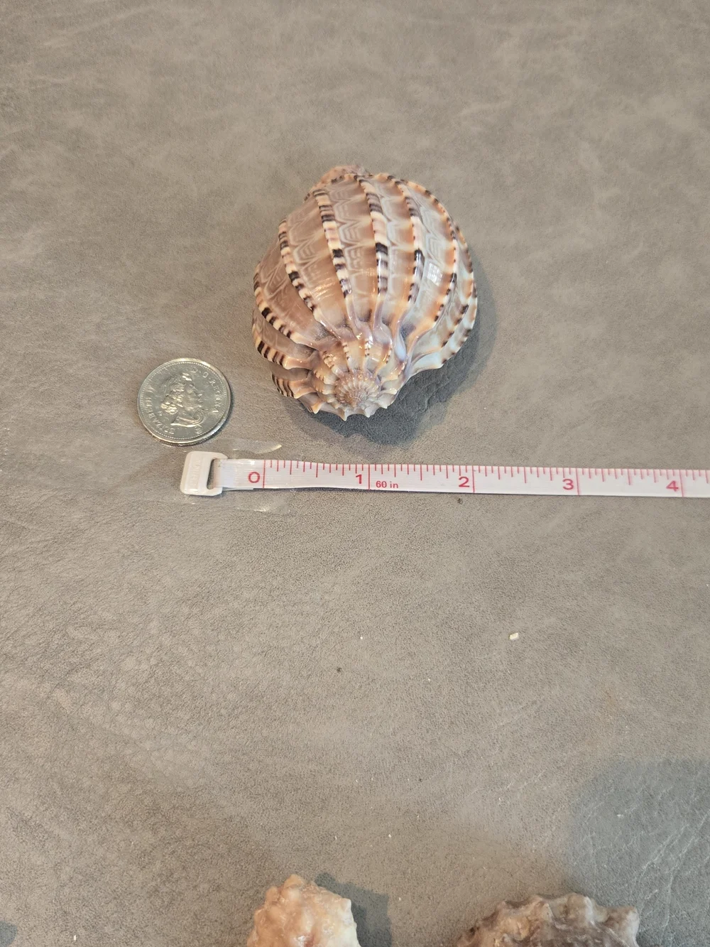 🐚 Natural Harpa Shell | Harp Shell | Bold Ribbed Ridges | Purple Interior | 3 i - Picture 5 of 7
